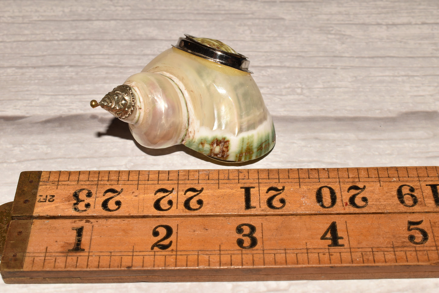 Antique Shell Snuff Box - Beautiful Whole Shell Desk Box