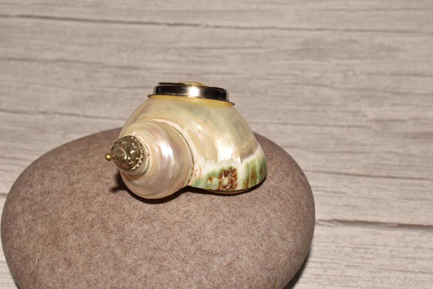Antique Shell Snuff Box - Beautiful Whole Shell Desk Box