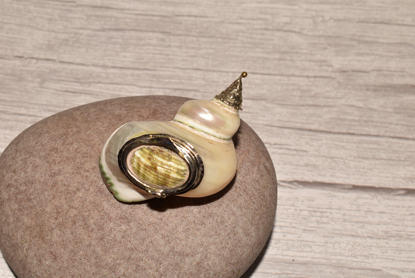 Antique Shell Snuff Box - Beautiful Whole Shell Desk Box