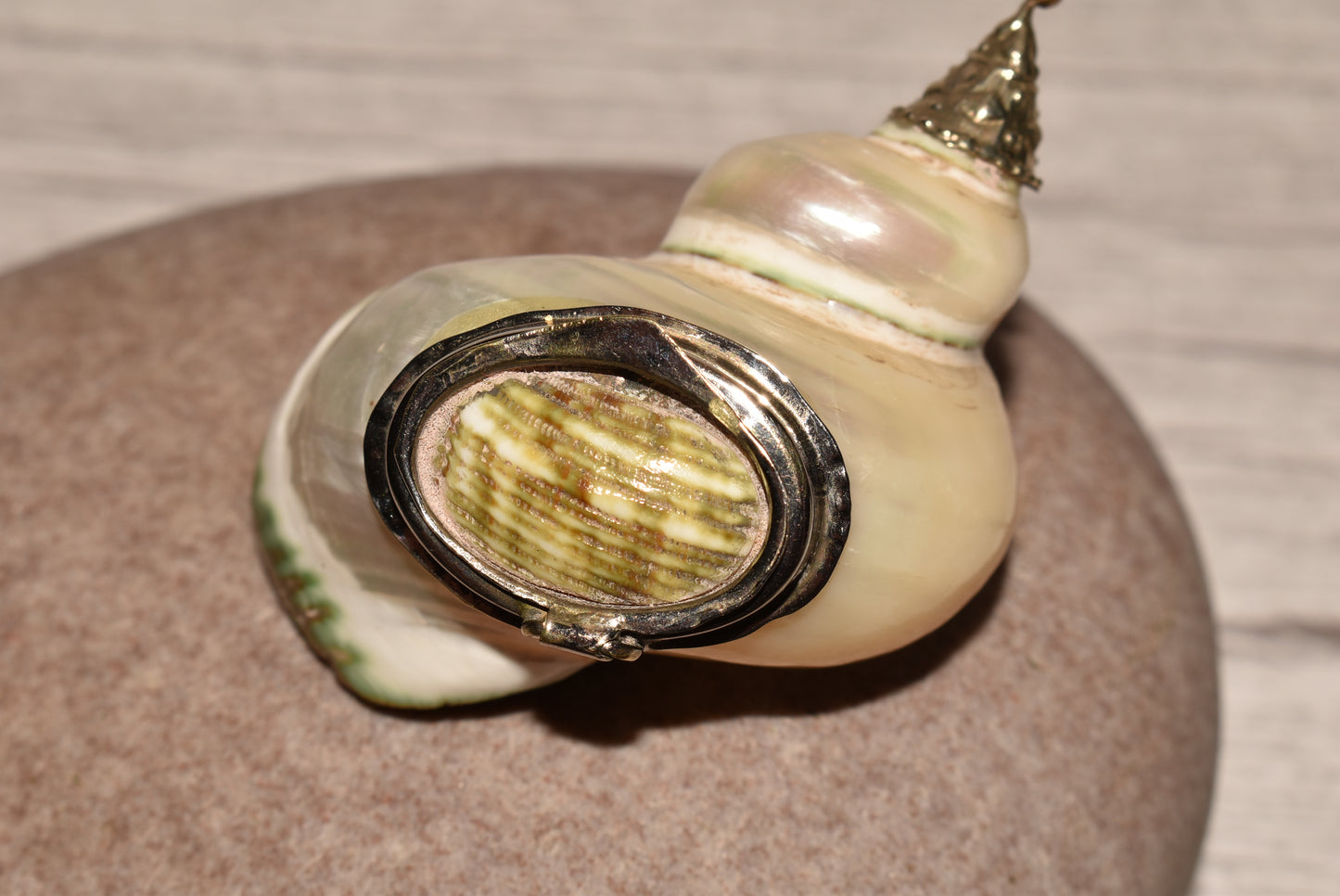 Antique Shell Snuff Box - Beautiful Whole Shell Desk Box