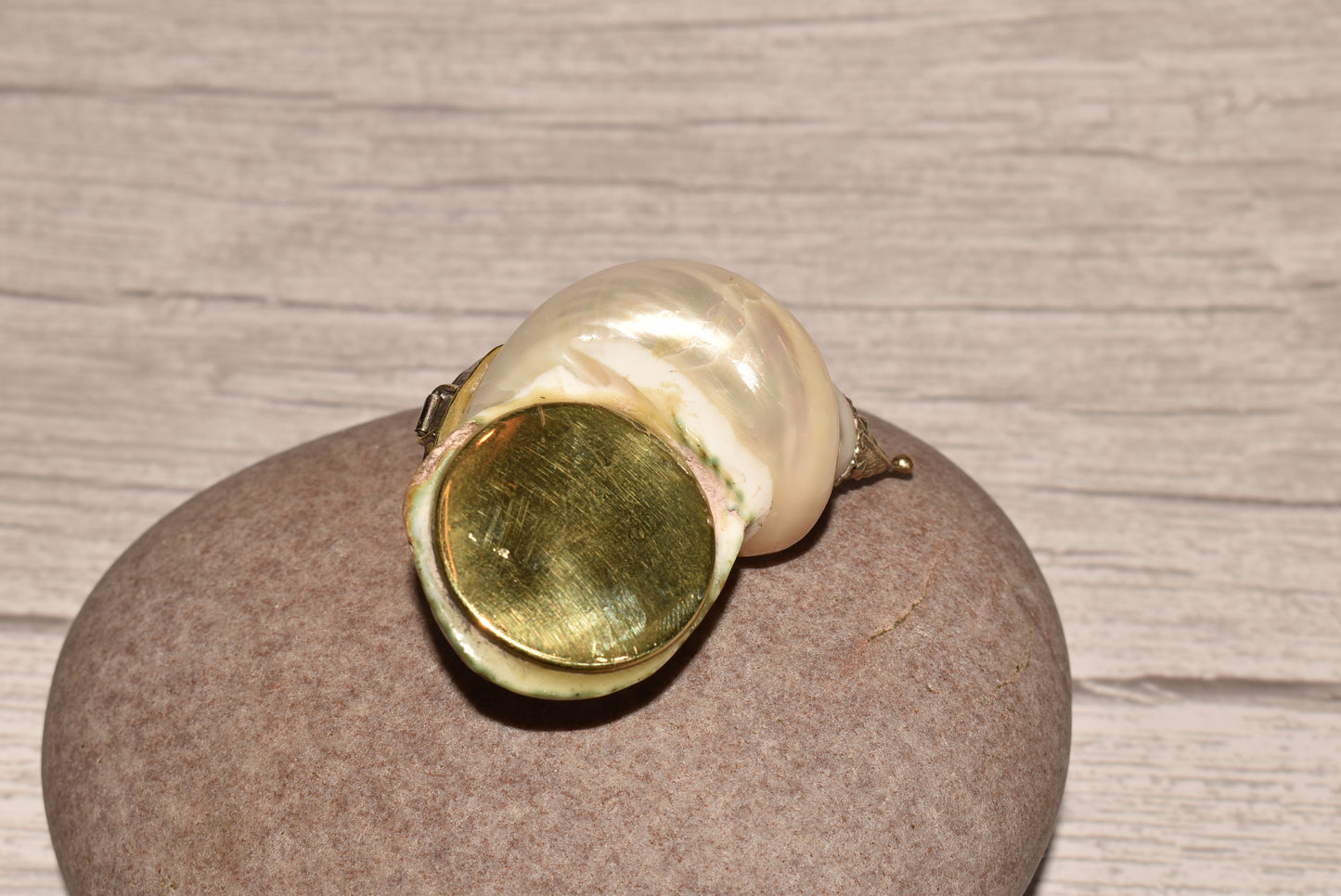 Antique Shell Snuff Box - Beautiful Whole Shell Desk Box