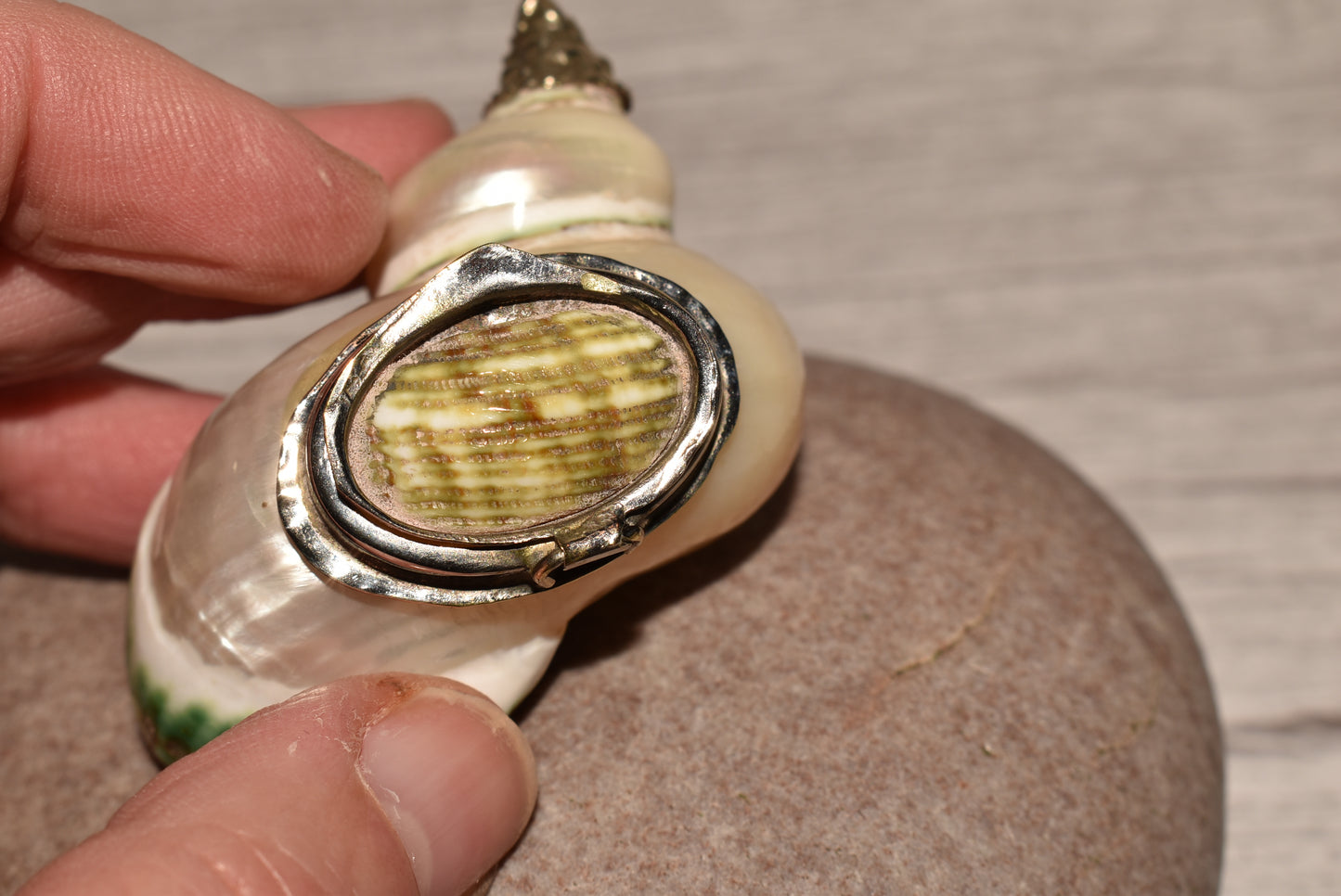 Antique Shell Snuff Box - Beautiful Whole Shell Desk Box