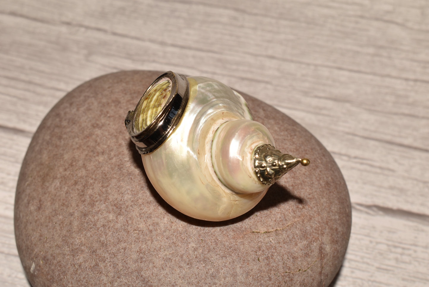 Antique Shell Snuff Box - Beautiful Whole Shell Desk Box